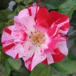 Fourth of July climber - formal garden 2015005