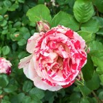 rose swirl 2016